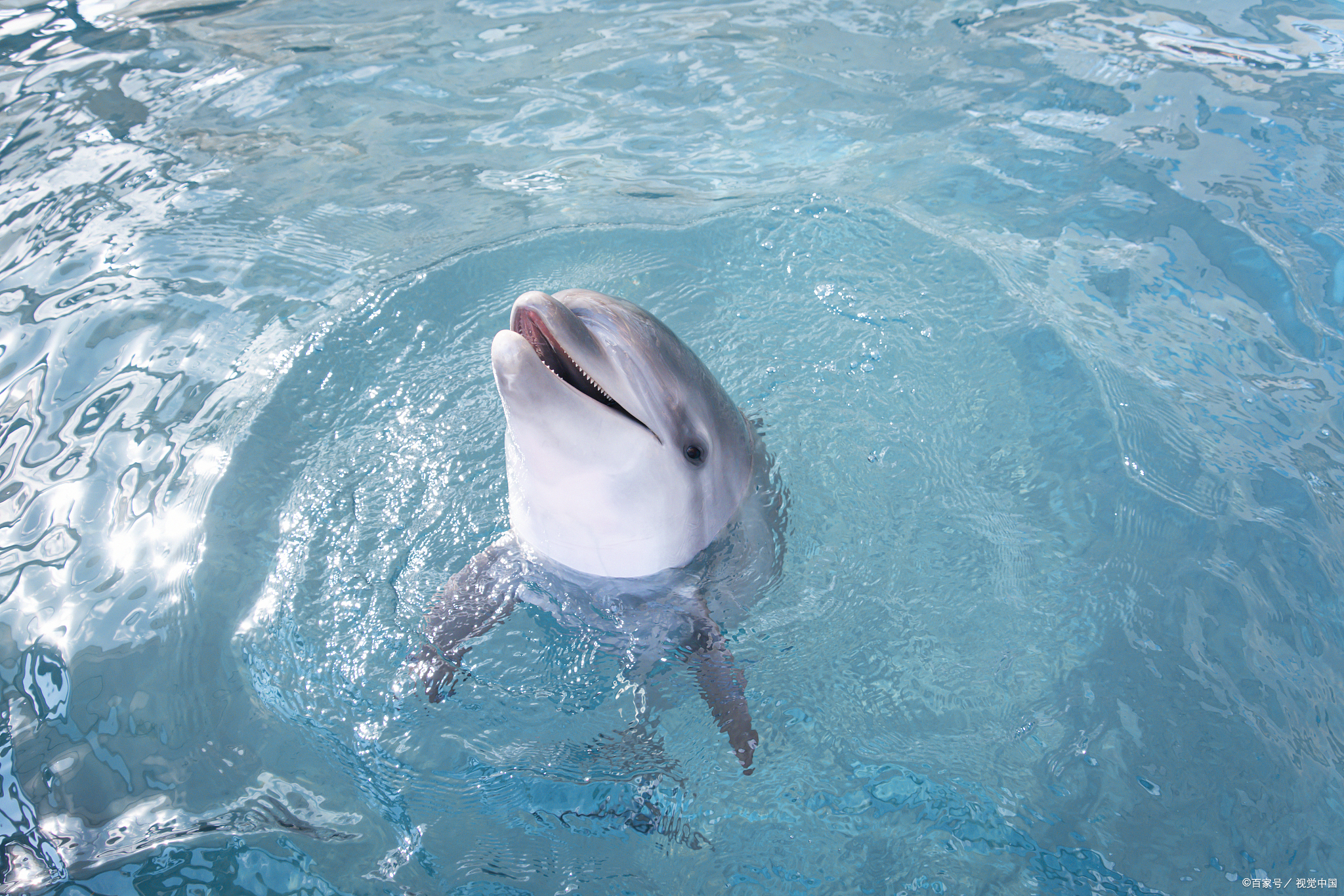 关于海豚表现出色，球队稳步迈进季后赛的信息